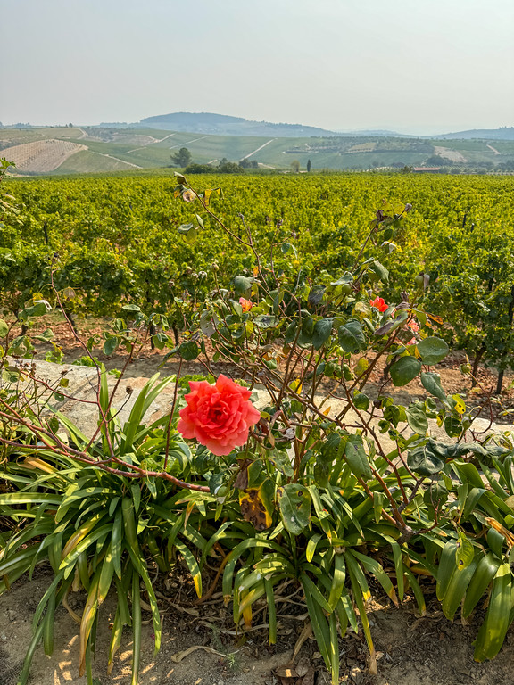 The Douro Valley vineyard during harvest season